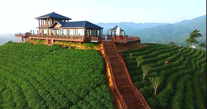 有关于每一片文新茶叶,都有属于自己的生态茶园的热门资讯