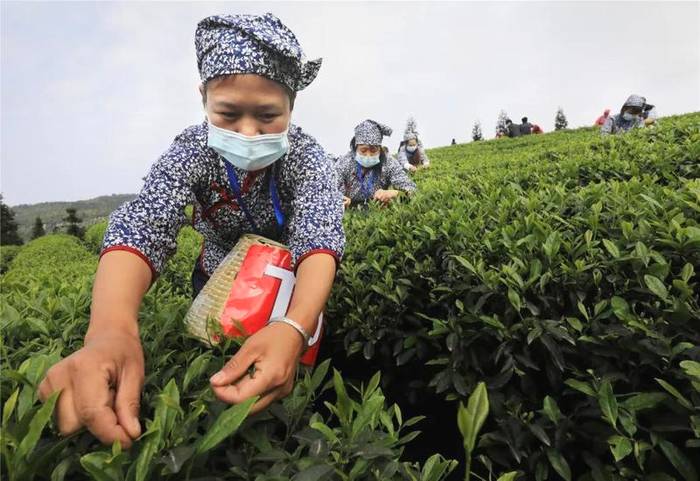有关于屏山双峰村：人山人海，都奔着一缕茶香而来的资讯(4)