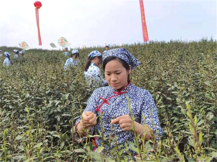 有关于河南桐柏：淮河源头产好茶 生态茶园美如画的最新消息(2)