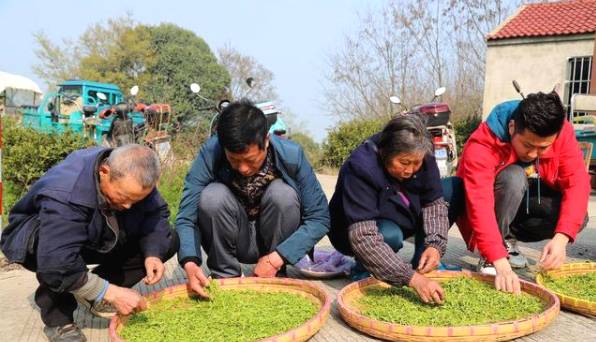 关于南京高淳桠溪 生态茶园春茶开采 制作碧螺春干茶销往市场的热门新闻(1)