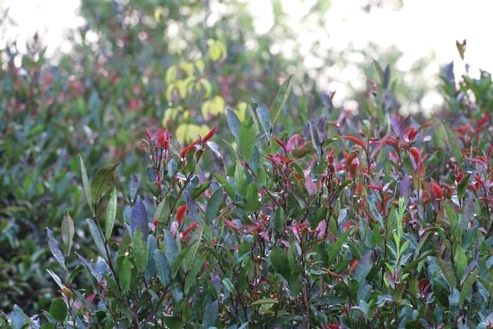 关于“绿水青山就是金山银山”发展理念 着力创建勐海县乡村振兴示范茶园的热门消息(10)