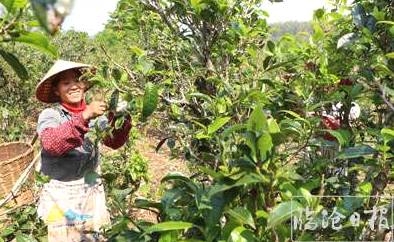 关于临沧镇康南伞镇:2020年茶叶产量达516.4吨的热门信息