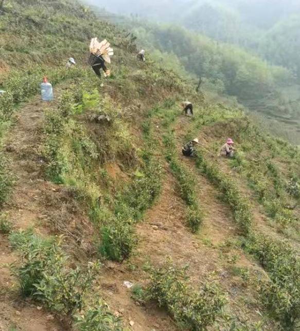 关于毕节市茶产业科技创新人才团队专家现场指导群众采茶的热门信息(7)