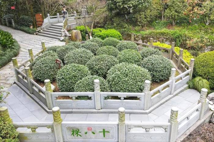 关于华春莹点赞杭州！外国朋友也被惊艳到了：“味道好极了……”的热门消息(12)