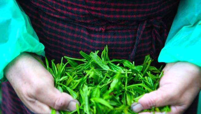 有关于正值信阳毛尖采摘上市 忙采明前茶供应市场的最新消息