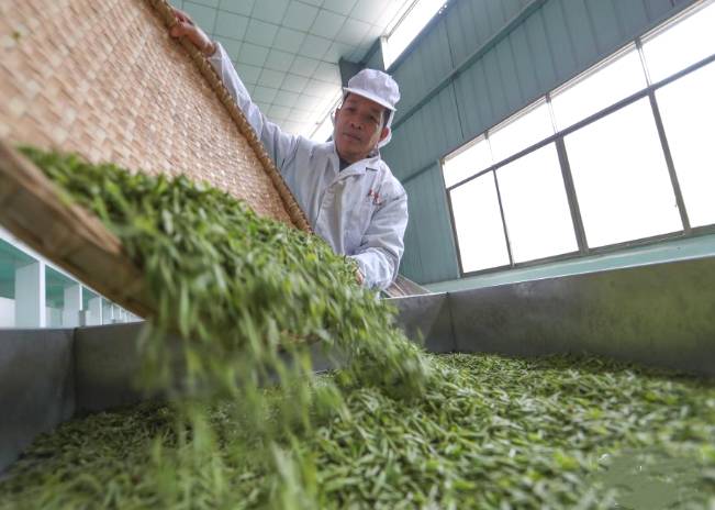 关于贵州省铜仁市：荒山大力发展茶叶种植 助力村民增收的最新信息(2)