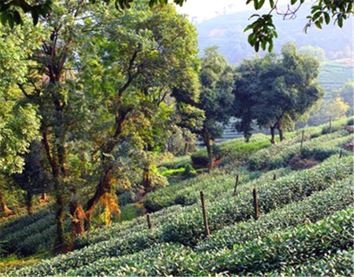 有关于数字赋能西湖龙井茶园 24小时监控气候变化的热门新闻