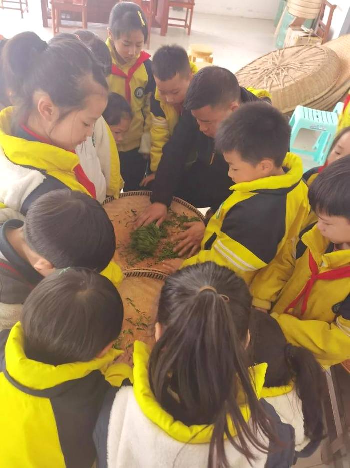 关于茶文化从娃娃抓起，林城苗苗学校开展“茶叶研学”的热门新闻(6)
