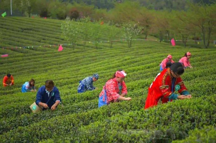 有关于余庆县松烟镇二龙村:自在农家,美丽乡村,种茶致富的热门消息(2)