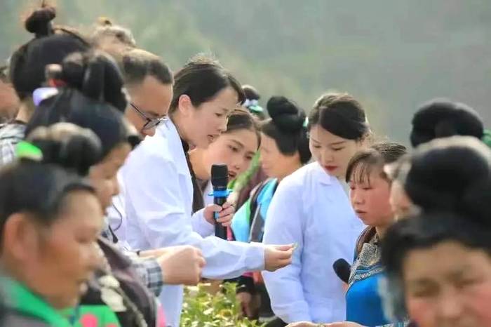 有关于双手采出致富叶！贵州省大力推广双手采茶成效显著的热门消息(17)