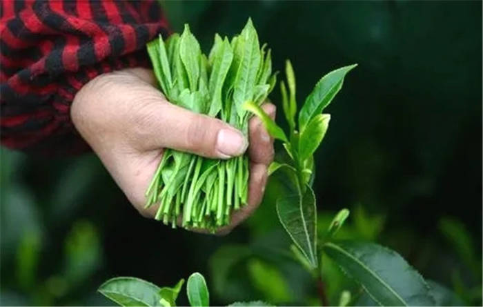 关于​黄山区太平猴魁茶产业高质量发展联盟正式成立的热门信息