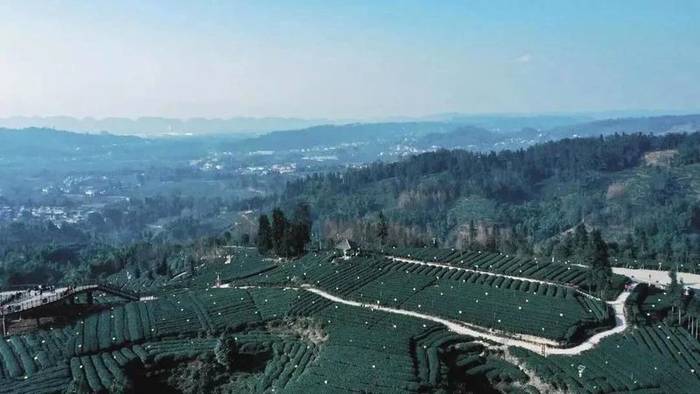 关于雅安：来！茶海冲浪 杯中有你 追逐春天的丝滑的最新消息(8)