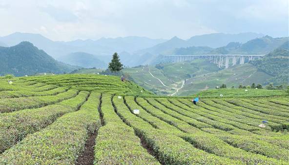 关于贵州:“贵茶名品”计划启动 助推“黔货出山”的新闻(3)