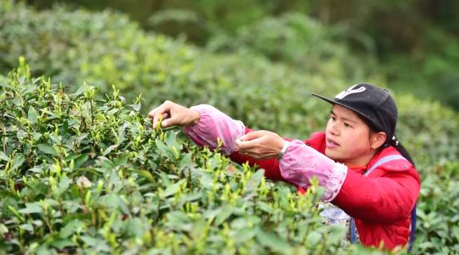 有关于茶园剪影 又是一年采茶季 春色满园盼君来的最新资讯(19)
