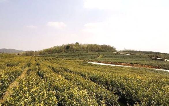 有关于瓮安茶园春茶全面开采 预计全年产量在1.5万吨的最新消息