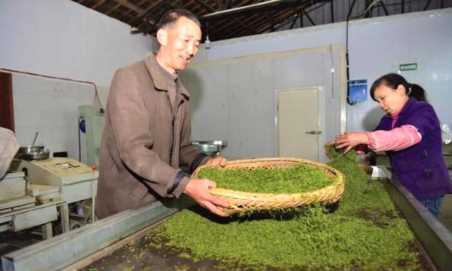 有关于重庆嘉平镇 春茶吐新芽成为茶农增收致富的“金叶子的最新消息(2)