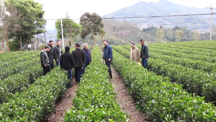 有关于5G赋能坦洋工夫跨越式发展，“智慧茶园”成效显著的新闻(5)