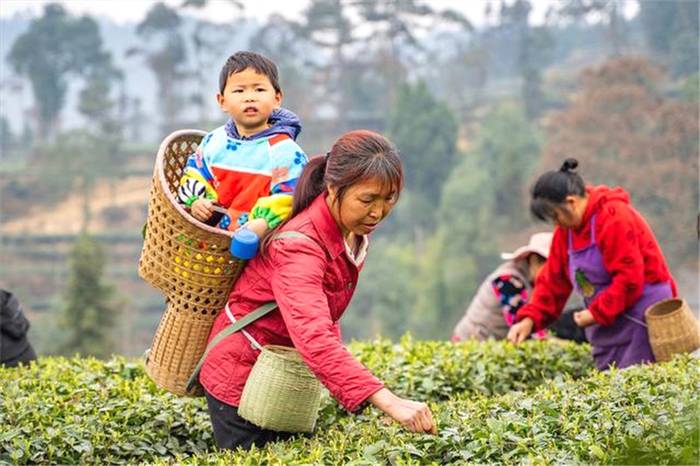 关于打造“甜城茶乡”，内江茶叶如何破题出圈？的新闻(3)