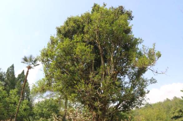 有关于保山龙新乡：探索古树茶产业助力乡村振兴的热门信息