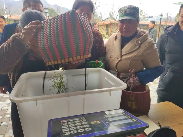 有关于浙江开化：茶香季 致富季 池淮茶青交易市场正式开市啦！的信息(5)