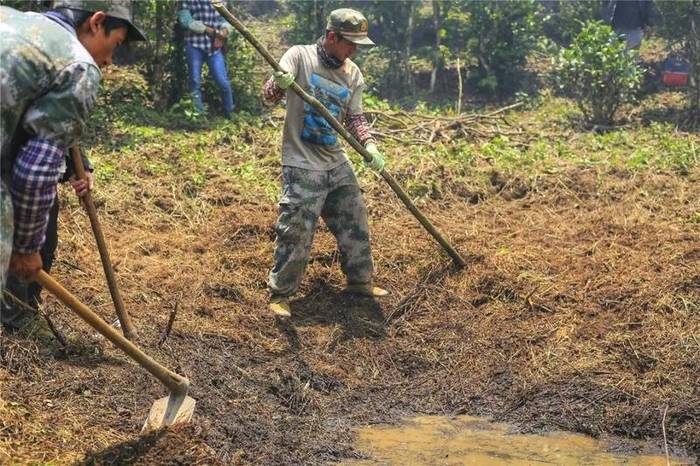 关于曼冈青年 助力打造鹿塘山生态茶园样板区的热门消息(6)