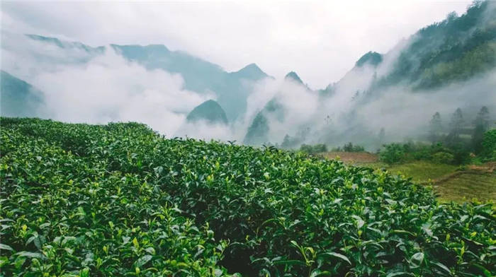 关于一周茶事 | 4省7地茶叶快递业务量超千万件；湖南茶业创新直供模式的最新资讯(3)