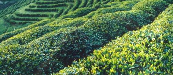 关于努力打造中国黄茶之乡 推动茶产业跨越式发展的资讯(1)