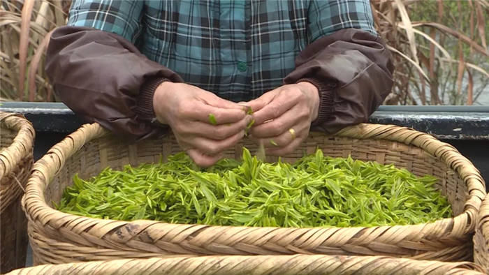 关于祁门红茶提前进入采摘 产量价格均有上浮的热门消息(6)