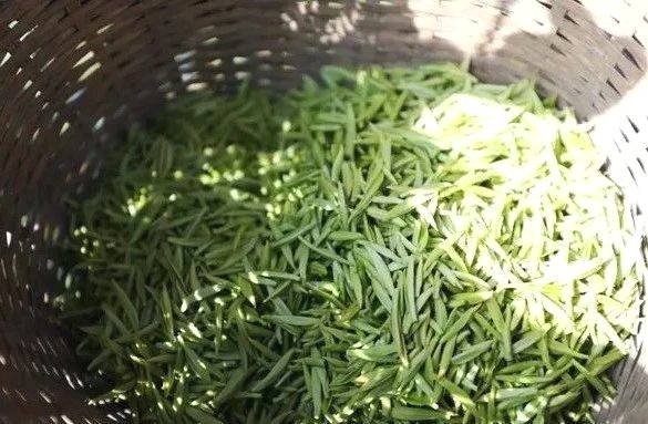 关于贵州多地春茶开采 茶农抢抓新春第一桶“金”的热门资讯(10)