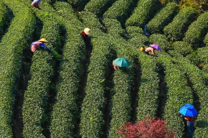 有关于蒙顶山茶对话名家名刊，看看会有怎样的激情与火花的热门消息(6)