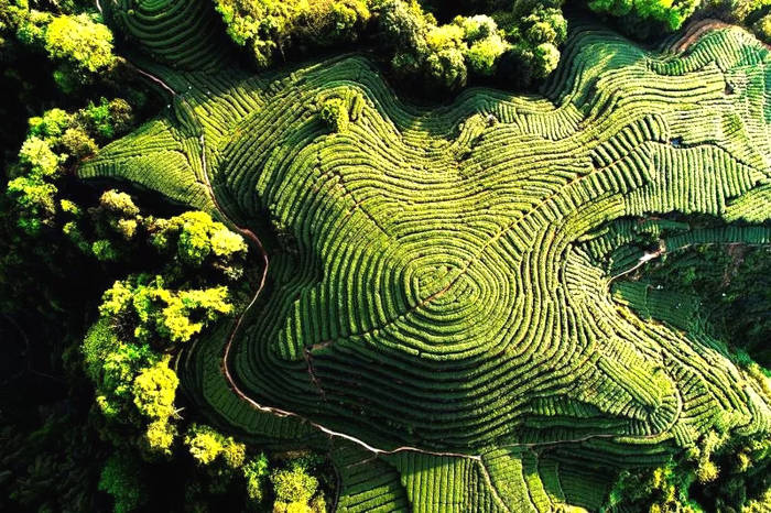 关于坐拥万亩茶田,来四川雅安解锁春日限定耍法的最新信息(38)