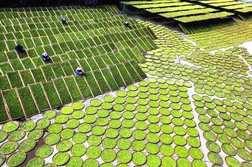 有关于我国白茶步入高速发展期:品牌驱动消费,拓展全国市场的信息(1)