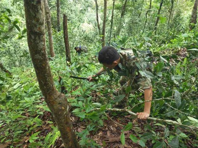 关于西双版纳种茶毁林整治显成效,再推十项巩固举措的热门信息(2)