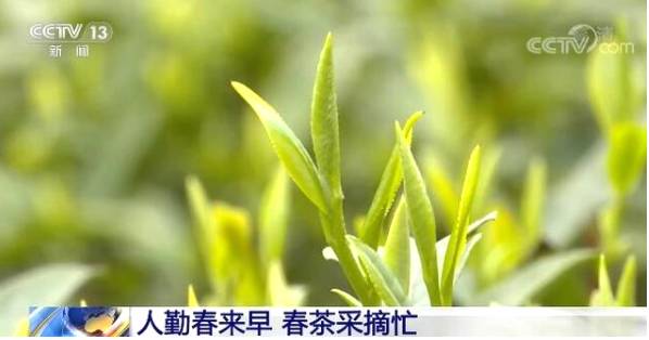 关于全国春茶采摘好时节 茶农忙着采摘新春第一捧新茶的信息