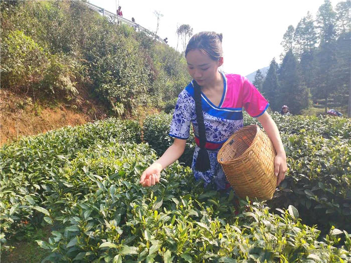 有关于江西遂川：采茶姑娘是茶园内一道靓丽的风景线的新闻(4)