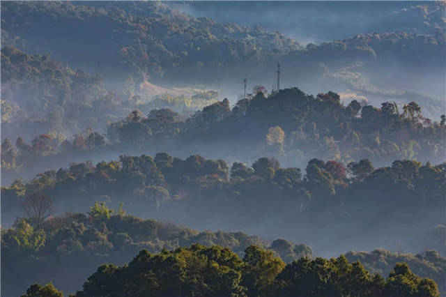 有关于普洱茶市场“夏暖冬凉”，业界：成“慢牛”才是好事的热门资讯(3)
