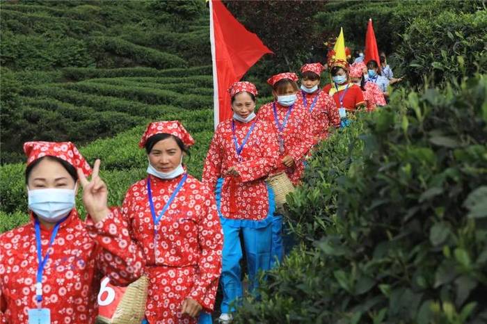 有关于屏山双峰村：人山人海，都奔着一缕茶香而来的资讯
