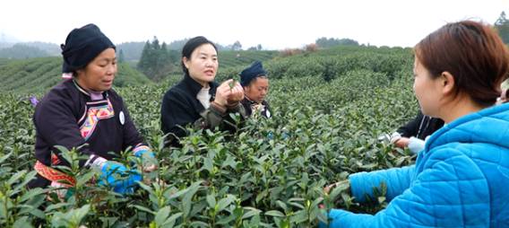 关于贵州黎平315家茶企宣誓：做生态茶、干净茶、放心茶！的信息(1)