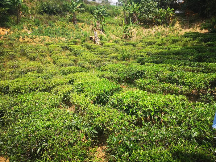 关于海南:五指山茶青大丰收 政企农携手促发展的最新信息(19)