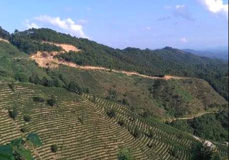 有关于蒋海东到万秀区、高新区调研六堡茶产业发展的资讯