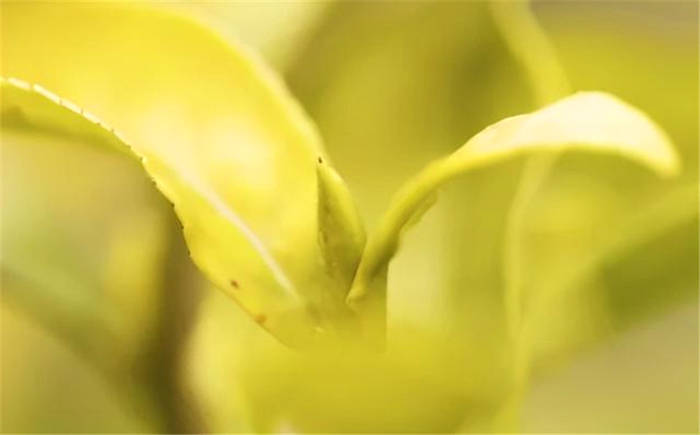 有关于四川广元：旺苍米仓山新茶上市，黄茶每斤卖到8800元！的新闻(10)