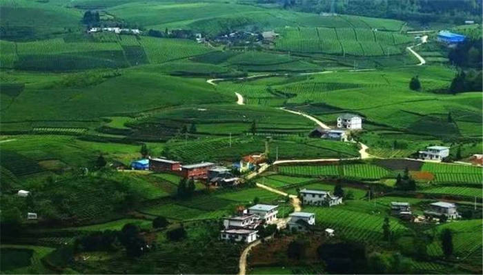 关于贵州全年茶叶总产量43.6万吨 总产值突破500亿元的资讯(2)