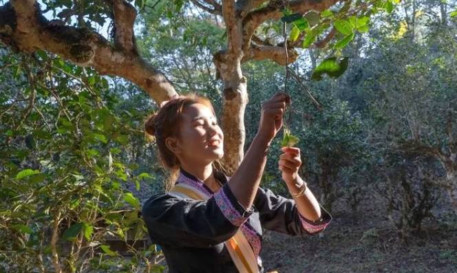 关于申遗中的景迈山古茶林文化景观靓照上新了！的资讯(6)