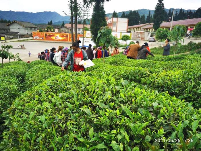 有关于蒙山茶传统制作技艺非遗传承人向世全 培训雅安市荥经县专项能力名优绿茶加工培训班学员的最新信息(1)