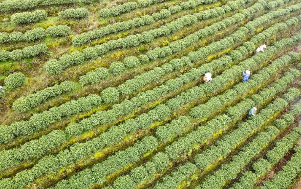 有关于茶园剪影 又是一年采茶季 春色满园盼君来的最新资讯(2)