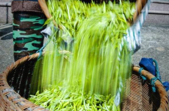 有关于雨水时节话春茶，快来看看全国各地开采春茶的最新情况吧的热门新闻(8)