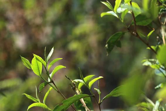 有关于一周热门：中国茶叶7年内出口量首次下降，春茶进入全面开采期，中茶【金中茶】新品发布，第十九届农交会，武汉茶博会的信(9)