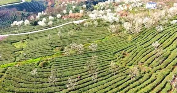 有关于茶园剪影 又是一年采茶季 春色满园盼君来的最新资讯(12)