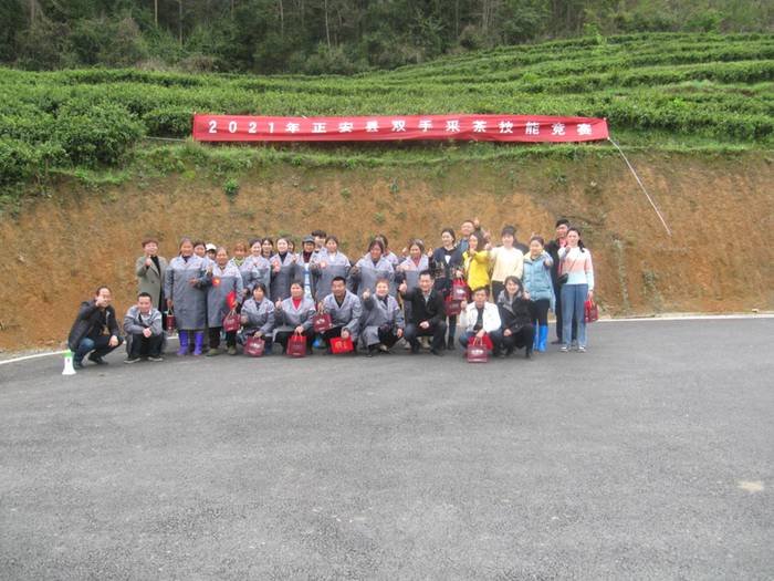 有关于2021年正安县双手采茶技能竞赛,双手采茶助力茶农提质增效的新闻(5)