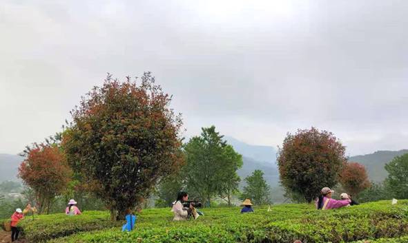 有关于普洱景东：2021年第一批春茶开采 茶香溢满银生城的信息(1)